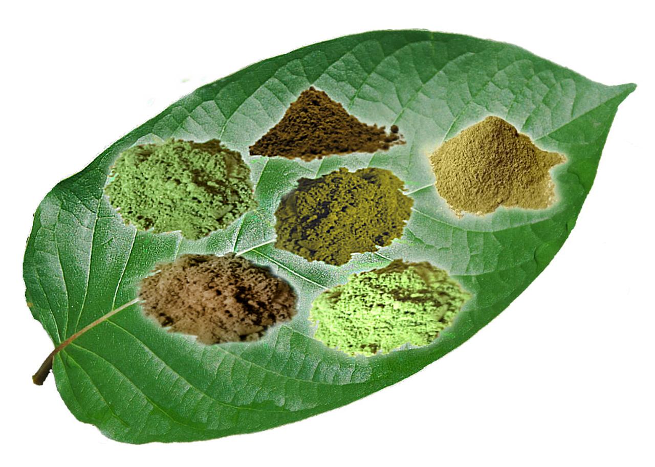 Kratom - Mitragyna Speciosa Kratom - Mitragyna Speciosa